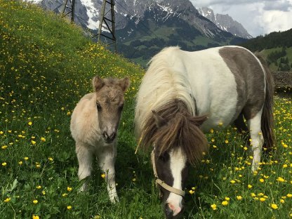 Bild 3:Liebe Minishetlandponystute mit Fohlen zu vergeben