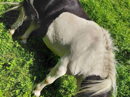 Bild 2:Mini Shetty Hengst