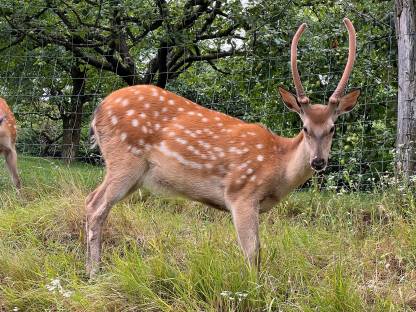 Bild 5:Sikahirsch