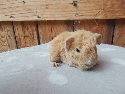 Bild 6:Meerschweinchen, Zwergkaninchen und Deutsche Widder