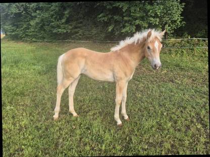 Haflinger Stutfohlen