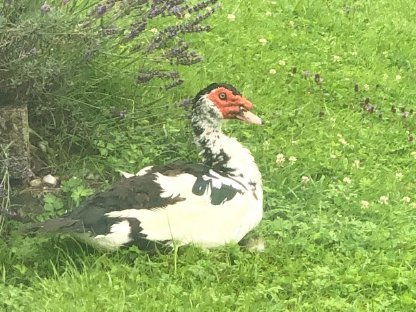 Bild 2:Stummenten Erpel „Nils“