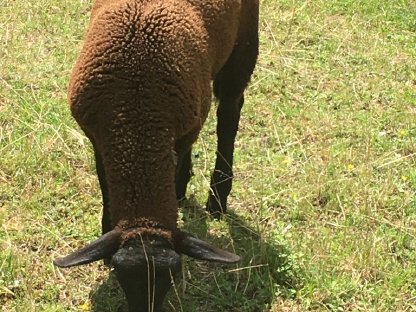 Bild 2:Jura Widder Lamm, reinrassig, zur Zucht
