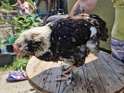 Bild 8:Deutsches Lachshuhn/Hähne