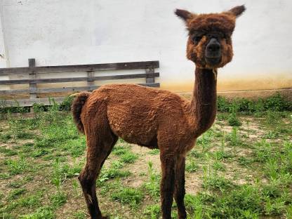 Bild 4:Alpaka-Junghengste