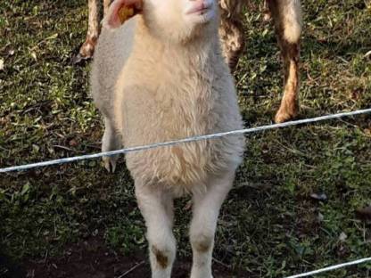 Bild 8:Bio Waldschafe