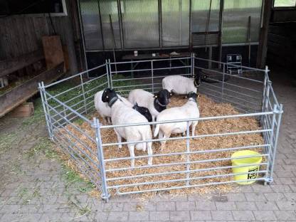 Bild 3:Verkaufe BIO Dorper Widder