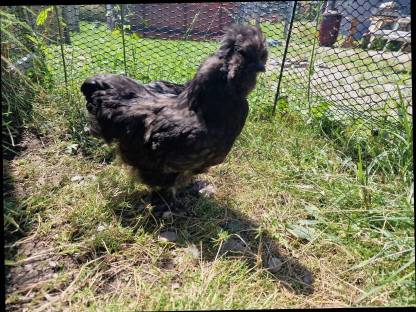 Bild 2:Zwergseidenhühner