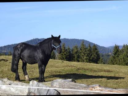 Bild 3:Zollner Schaunitz XVI Noriker Deckhengst
