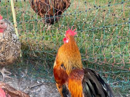 Bild 3:Steinpiperl-Paar und Orpington