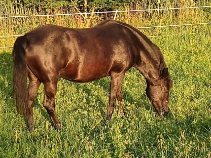 Bild 4:Huzulen Stute