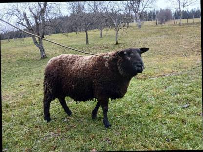 Blue Texel Widder