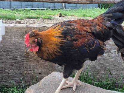 Bild 2:Altsteirer Hahn