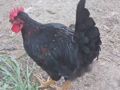 Bild 6:3 wunderschöne Hähne zu haben