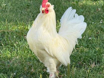 Hahn 2025 (Serama Bartzwerg Mischling)