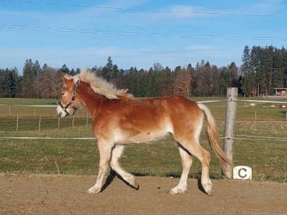 Bild 2:Verkaufe Haflinger Stute