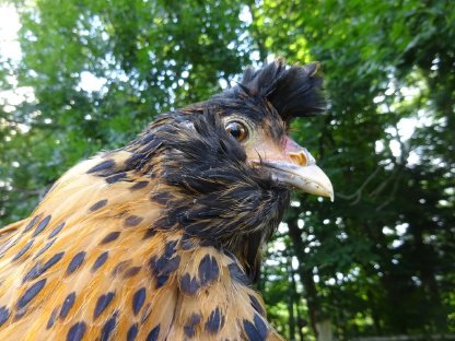 Bild 7:Brabanter gold-schwarzgetupft