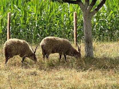 Bild 2:Zackelschaf Auen