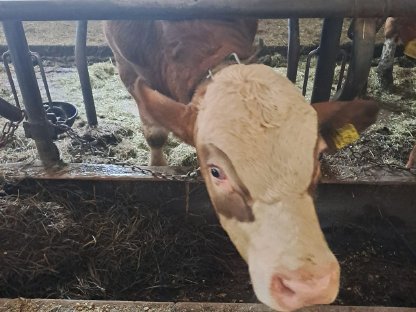 Fleckvieh Einsteller Stier ca. 330kg