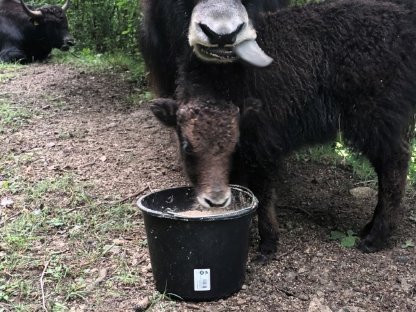 Bild 2:Yaks zu verkaufen