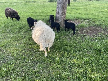 Ouessantschaf Quessantschaf Lämmer Bock