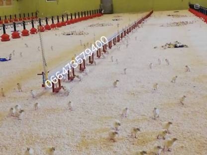 Bild 4:Geflügel Aufstallung