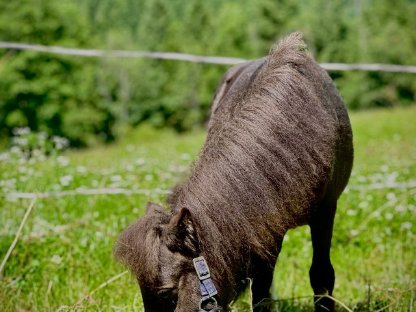 Bild 7:Mini Shetland Pony Hengst