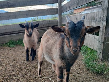Zwergziegenbock