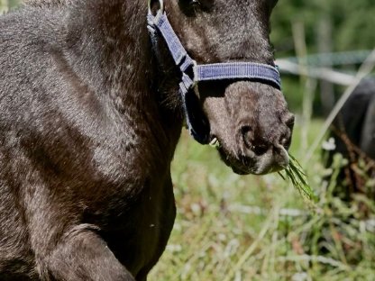 Bild 6:Mini Shetland Pony Hengst