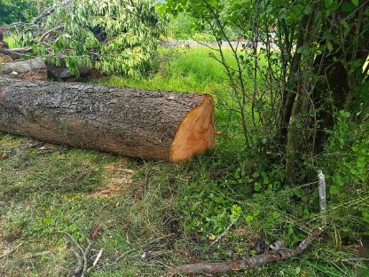 Bild 5:Kirschholz zu vergeben