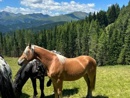 Haflinger Hengst