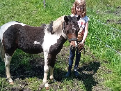 Bild 3:Pony Hengstfohlen