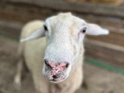 Bergschaf/Texel/Merino