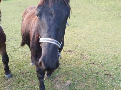 Bild 5:Noriker Hengst Zimt Schaunitz