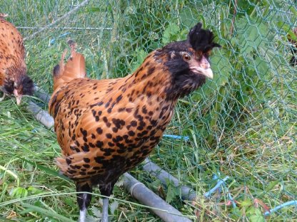 Bild 5:Brabanter gold-schwarzgetupft