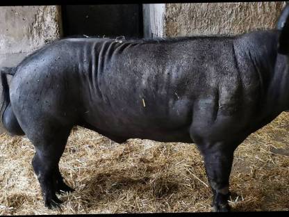 Iberico Eber Bio
