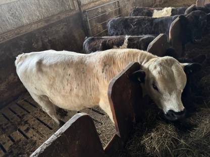 Bild 3:Galloway Zuchtstier