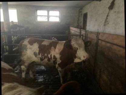 Fleckvieh Stier