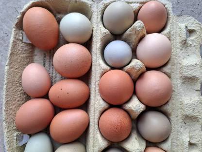 Bild 2:Eier, Wachteleier vom Bauernhof