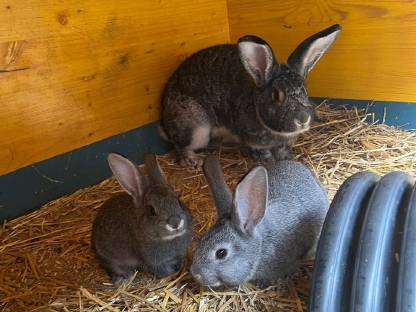 Chinchilla Hasen abzugeben