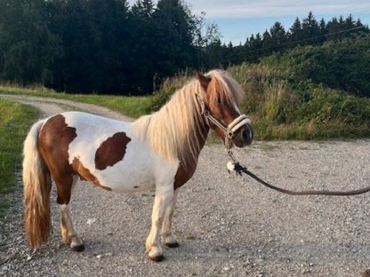 Shetlandpony Wallach
