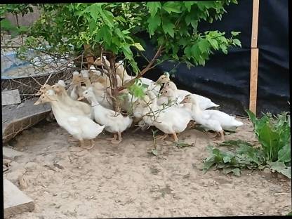 Bild 2:Landenten mit Haube, Moschusenten