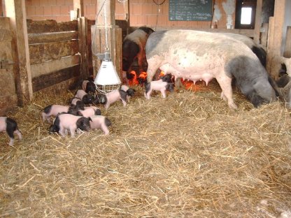 Bild 2:Schwäbisch-Hällische Bio-Ferkel