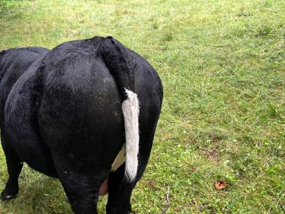 Bild 4:Bio Tuxer Stier