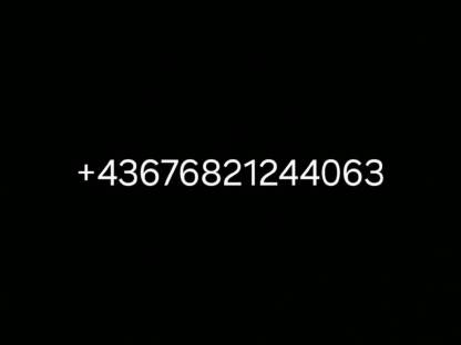 Bild 9:Noriker Stute Dunkelfuchs trächtig