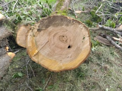 Bild 2:Kirschholz zu vergeben