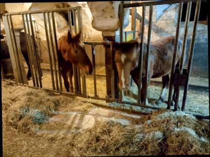 Bild 8:Zschini Schaunitz XVII Hengst