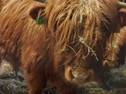 Bild 6:Hochlandrind Stier (Zuchtstier) BIO