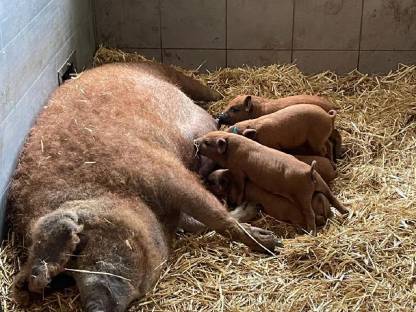 Bild 2:Rote Mangalitza