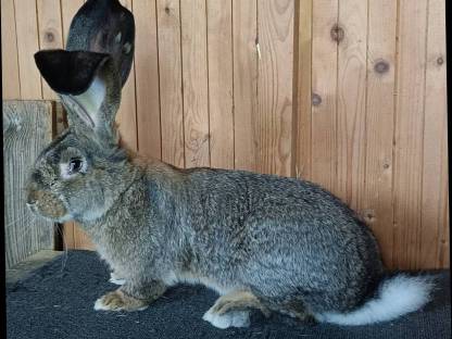 Riesenkaninchen